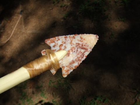 River Cane | Rock Bob's Rocks